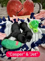 Casper, a male Doxiepoo and Miniature Dachshund for sale in Coal City, IN – 3 of 4