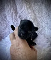 Benny, a male Doxiepoo and Miniature Dachshund for sale in Coal City, IN – Photo 2 of 6
