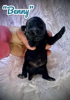 Benny, a male Doxiepoo and Miniature Dachshund for sale in Coal City, IN – Photo 1 of 6