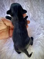 Benny, a male Doxiepoo and Miniature Dachshund for sale in Coal City, IN – Photo 3 of 6