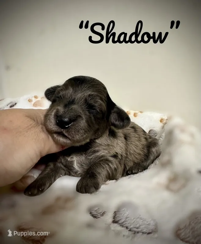 Shadow – Doxiepoo, Miniature Dachshund puppy for sale in Coal City, IN