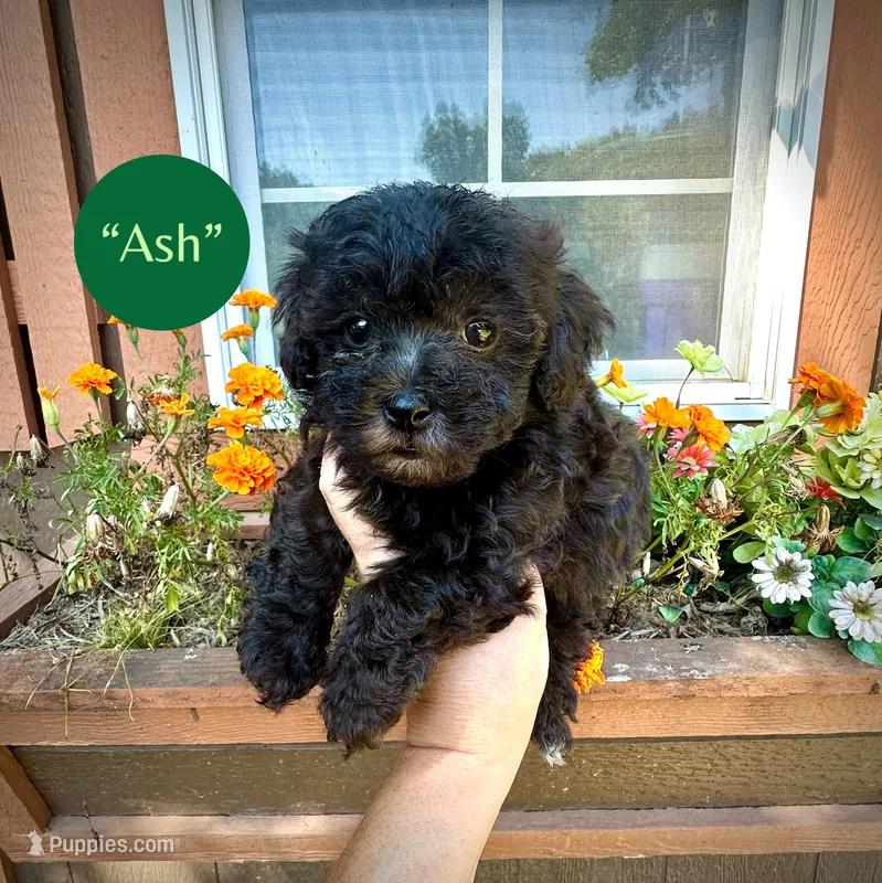 Ash – Maltipoo puppy for sale in Coal City, IN