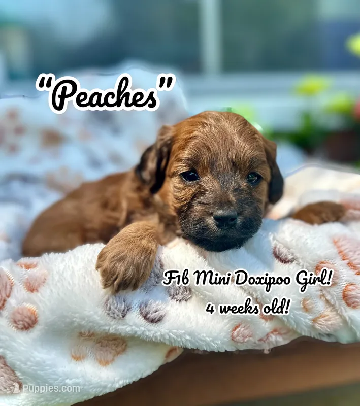 Peaches – Doxiepoo, Miniature Dachshund puppy for sale in Coal City, IN