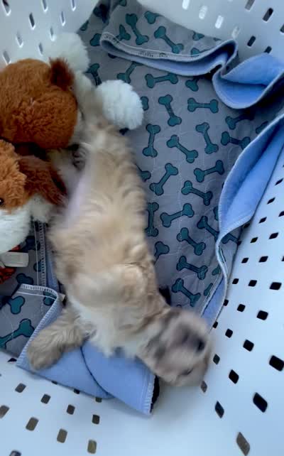 Molly, a female Doxiepoo and Miniature Dachshund for sale in Coal City, IN – 9 of 9