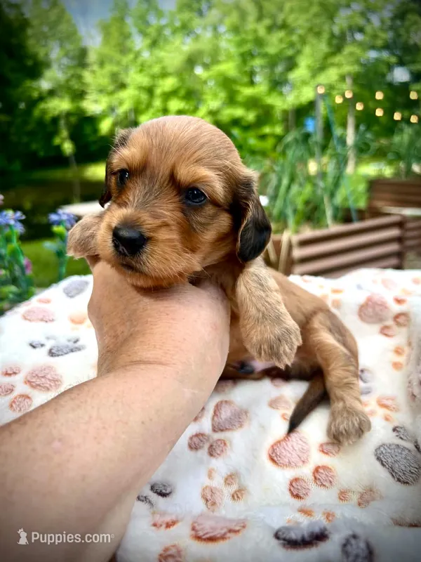 Bear – Doxiepoo, Miniature Dachshund puppy for sale in Coal City, IN
