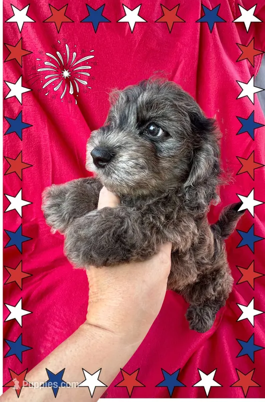 Shadow  – Doxiepoo, Miniature Dachshund puppy for sale in Coal City, IN