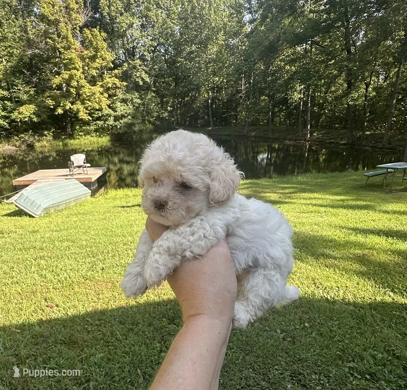 Inky – Maltipoo puppy for sale in Coal City, IN