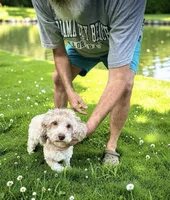 Cinder, a female Maltipoo for sale in Coal City, IN – 5 of 6