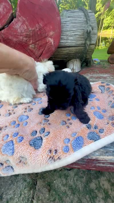 Salem, a male Maltipoo for sale in Coal City, IN – 4 of 5