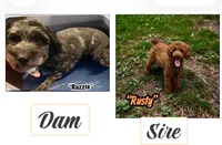 Shadow, a male Doxiepoo and Miniature Dachshund for sale in Coal City, IN – 2 of 2