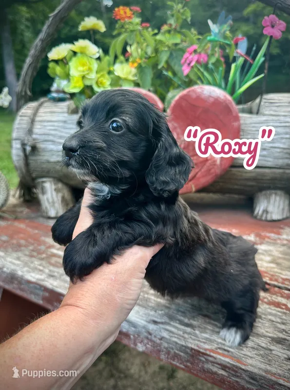 Roxy – Doxiepoo, Miniature Dachshund puppy for sale in Coal City, IN
