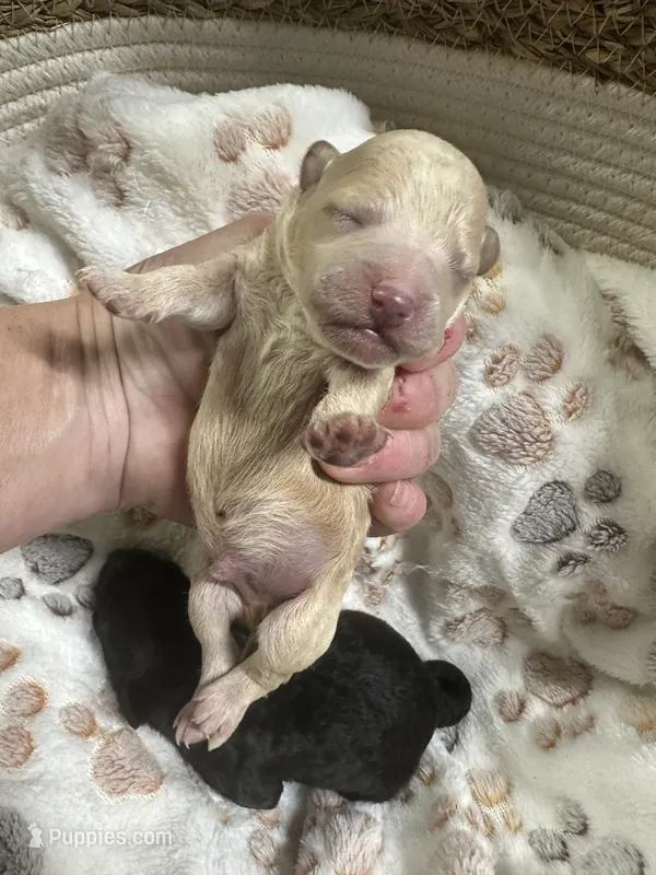 Cashew – Maltipoo puppy on hold in Coal City, IN