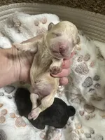 Cashew, a male Maltipoo for sale in Coal City, IN – 1 of 5
