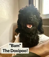 Roxy, a female Doxiepoo and Miniature Dachshund for sale in Coal City, IN – 3 of 5