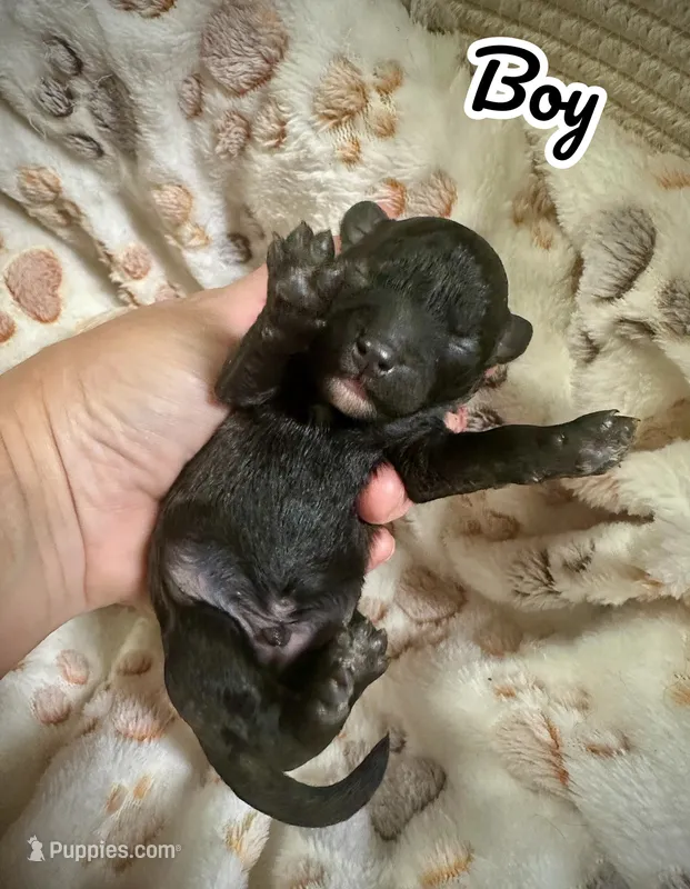 Bean – Maltipoo puppy for sale in Coal City, IN