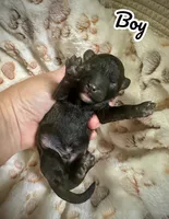 Bean, a male Maltipoo for sale in Coal City, IN – 1 of 5