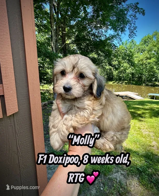 Molly – Doxiepoo, Miniature Dachshund puppy for sale in Coal City, IN