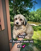 Molly, a female Doxiepoo and Miniature Dachshund for sale in Coal City, IN – 1 of 9