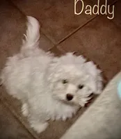 Salem, a male Maltipoo for sale in Coal City, IN – 3 of 5