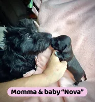 Nova, a female Doxiepoo and Miniature Dachshund for sale in Coal City, IN – 2 of 3