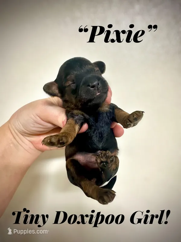 Pixie – Doxiepoo, Miniature Dachshund puppy for sale in Coal City, IN