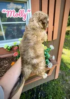Molly, a female Doxiepoo and Miniature Dachshund for sale in Coal City, IN – 2 of 9