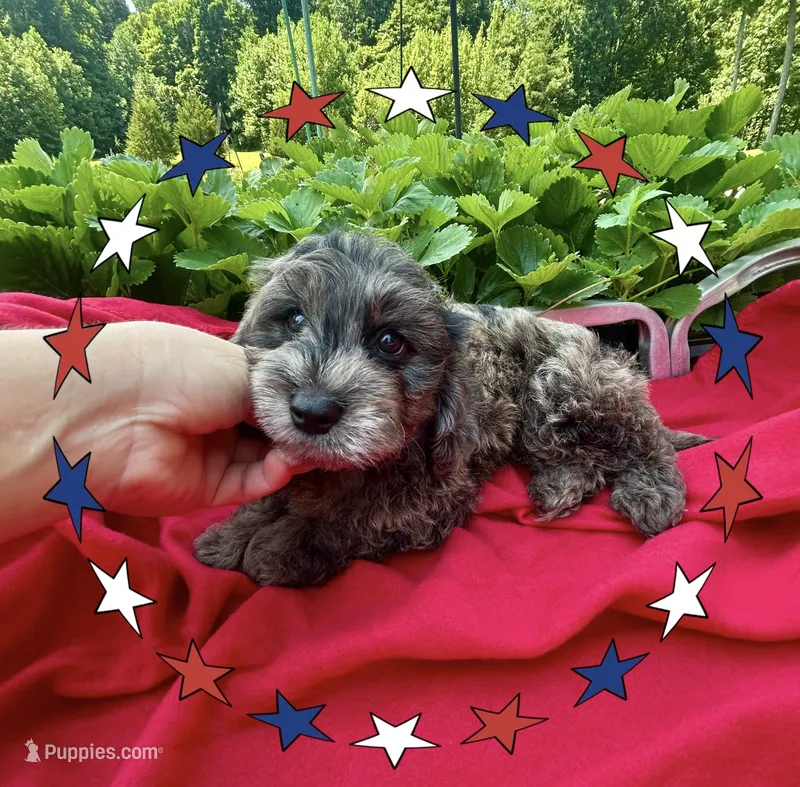 Shadow  – Doxiepoo, Miniature Dachshund puppy for sale in Coal City, IN