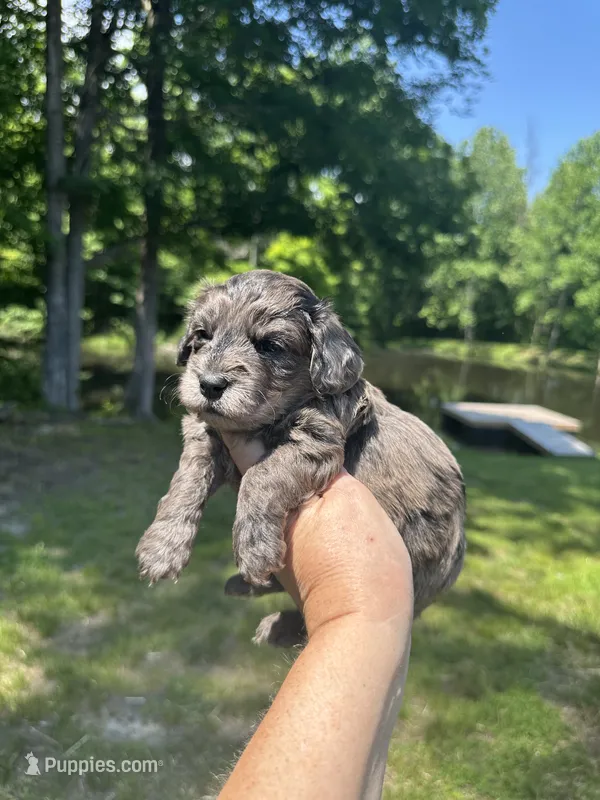 Shadow – Doxiepoo, Miniature Dachshund puppy for sale in Coal City, IN