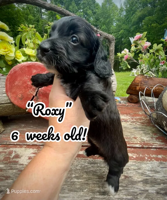 Roxy – Doxiepoo, Miniature Dachshund puppy for sale in Coal City, IN
