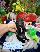 Jett, a male Doxiepoo and Miniature Dachshund for sale in Coal City, IN – 2 of 3
