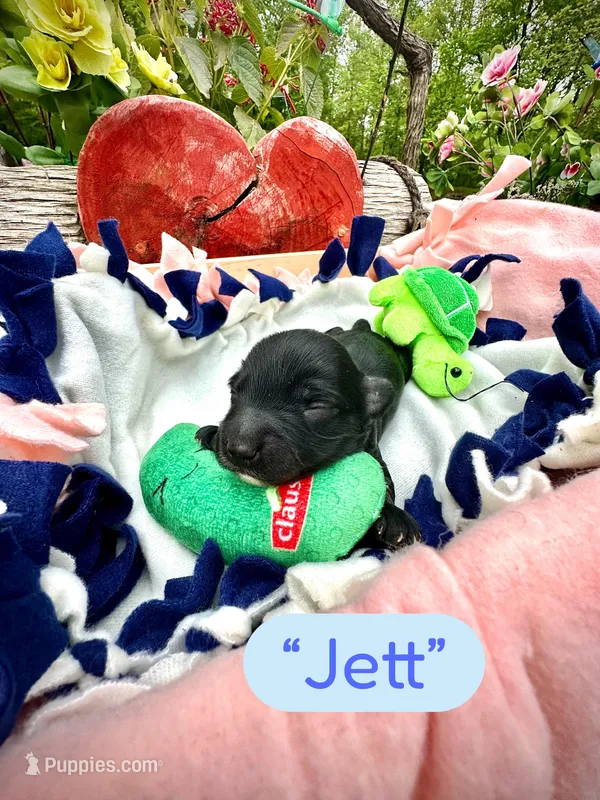 Jett – Doxiepoo, Miniature Dachshund puppy for sale in Coal City, IN