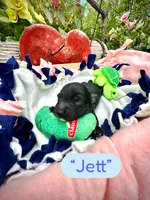 Jett, a male Doxiepoo and Miniature Dachshund for sale in Coal City, IN – 1 of 3