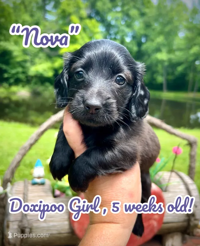 Nova – Doxiepoo, Miniature Dachshund puppy for sale in Coal City, IN