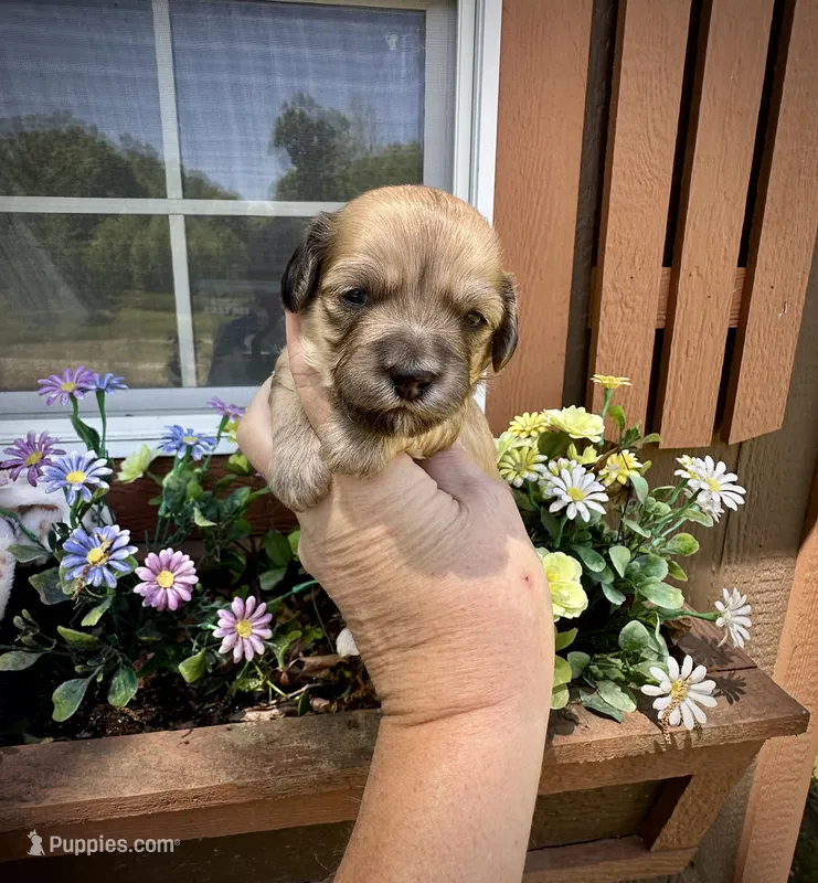 Molly – Doxiepoo, Miniature Dachshund puppy for sale in Coal City, IN