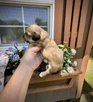 Molly, a female Doxiepoo and Miniature Dachshund for sale in Coal City, IN – 6 of 9