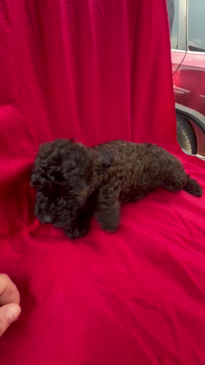 Jersey, a female Doxiepoo and Miniature Dachshund for sale in Coal City, IN – 3 of 3