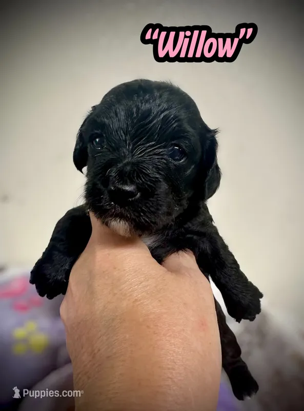 Willow  – Doxiepoo, Miniature Dachshund puppy for sale in Coal City, IN