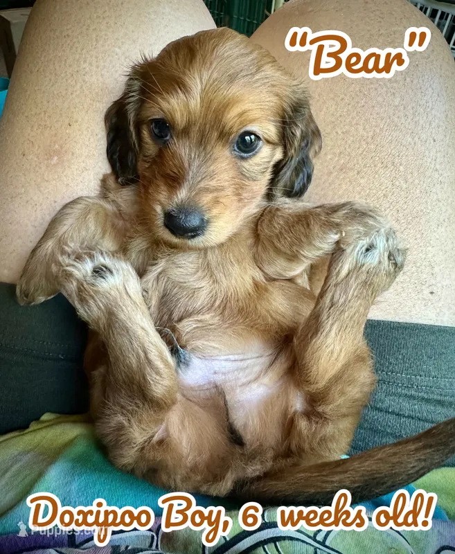 Bear – Doxiepoo, Miniature Dachshund puppy on hold in Coal City, IN