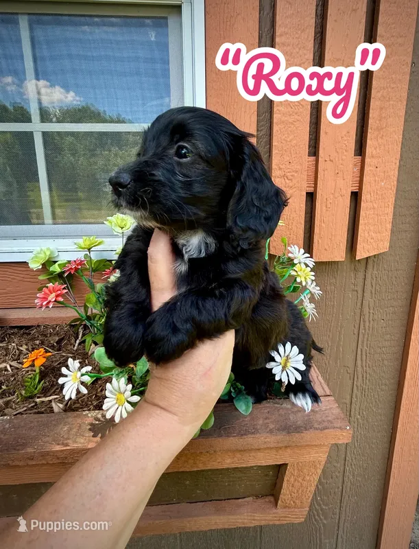 Roxy – Doxiepoo, Miniature Dachshund puppy for sale in Coal City, IN