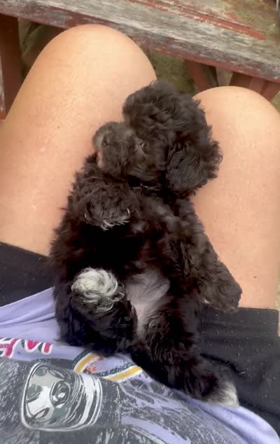 Cinder, a female Maltipoo for sale in Coal City, IN – 6 of 6