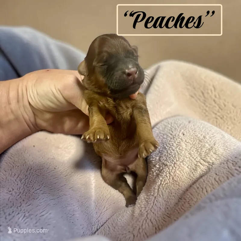 Peaches – Doxiepoo, Miniature Dachshund puppy for sale in Coal City, IN