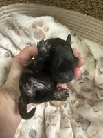 Bean, a male Maltipoo for sale in Coal City, IN – 3 of 5