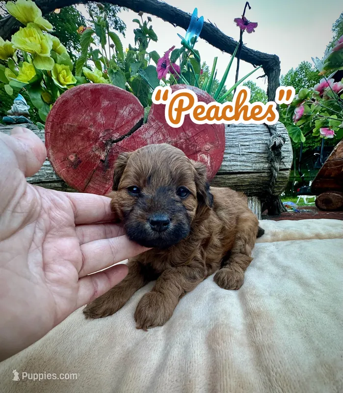 Peaches – Doxiepoo, Miniature Dachshund puppy for sale in Coal City, IN