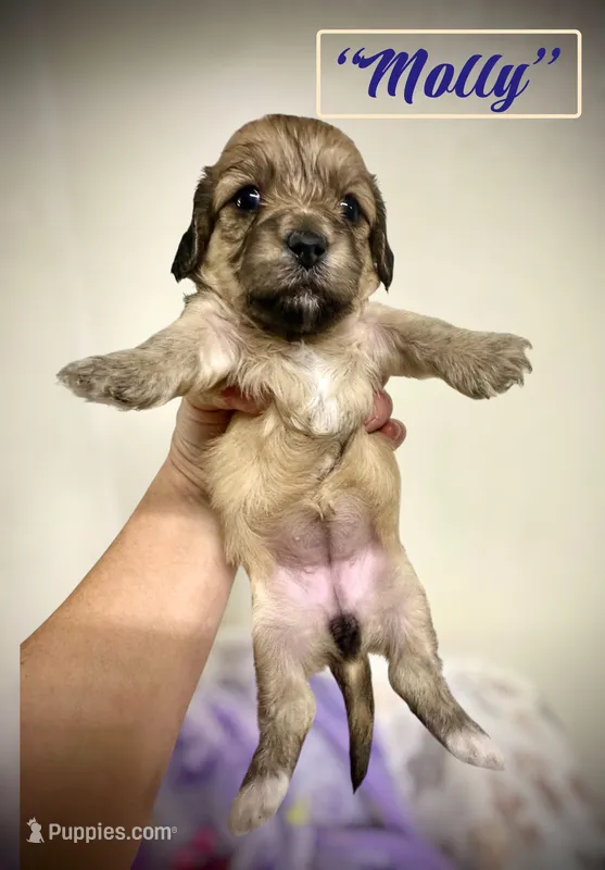 Molly – Doxiepoo, Miniature Dachshund puppy for sale in Coal City, IN