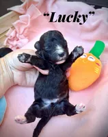 Lucky , a male Maltipoo for sale in Coal City, IN – Photo 1 of 4