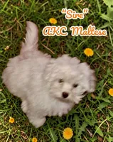 Lucky , a male Maltipoo for sale in Coal City, IN – Photo 4 of 4