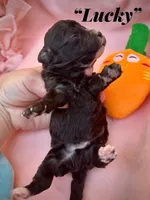 Lucky , a male Maltipoo for sale in Coal City, IN – Photo 2 of 4