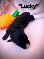 Lucky , a male Maltipoo for sale in Coal City, IN – Photo 3 of 4