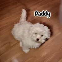 Inky, a male Maltipoo for sale in Coal City, IN – 5 of 5