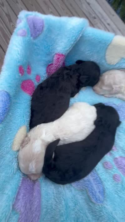 Inky, a male Maltipoo for sale in Coal City, IN – 3 of 5